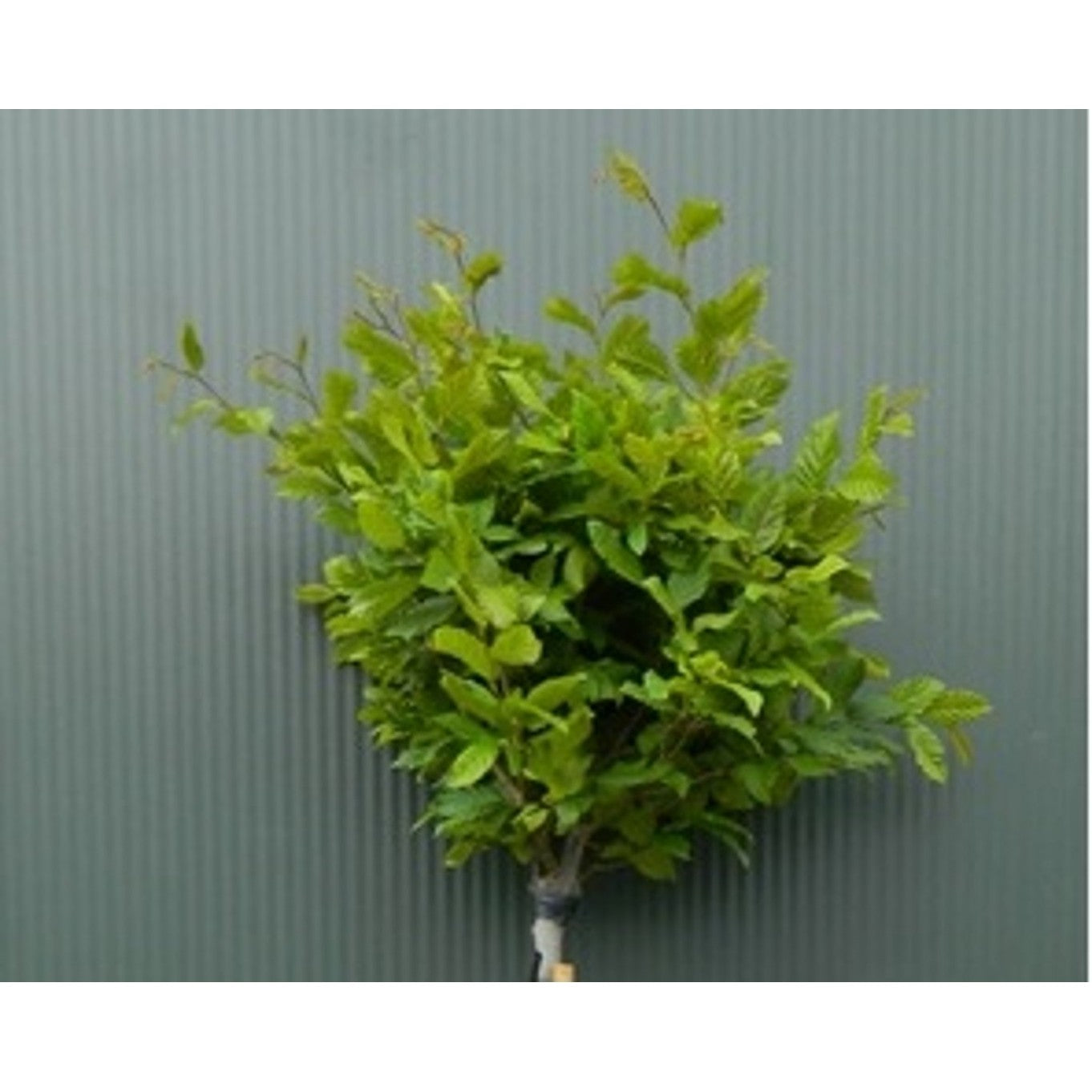 Avenbok – Carpinus betulus 'Summergroom' - C25 8/10 200 CM Stem
